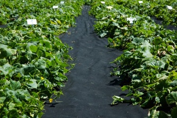 АГР НЕТКАНЫЙ УФ П-100Г/М2 1,6х10м ЧЕРНЫЙ ТОЛЩИННЫЙ!!!