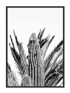 OBRAZ PLAKAT W RAMIE 43x33 cm Kaktusy P686