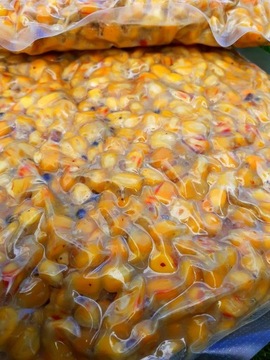 Zanęta wędkarska KUKURYDZA GOTOWANA 1,5 KG ZIARNO