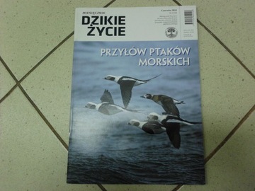 DZIKIE ŻYCIE Nr 6/228 - Czerwiec 2013 -Miesięcznik