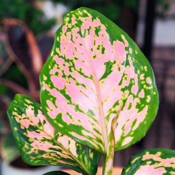 Piękna Aglaonema 'Red Valentine' różowa Łatka - Idealna do Cienistych