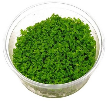 MICRANTHEMUM MONTE CARLO IN VITRO KUBEK 10 CM