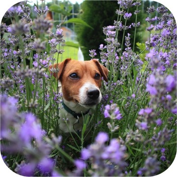 ДЛЯ ЛАВАНДЫ 1 КГ УДОБРЕНИЕ ДЛЯ МНОГО ЦВЕТЕНИЯ ВЫСОКОЭФФЕКТИВНЫЕ МИКРОЭЛЕМЕНТЫ