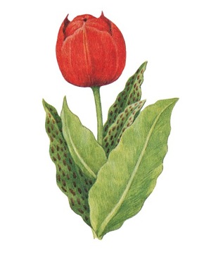 NAPRASOWANKA APLIKACJA TERMO ODZIEŻ TULIPAN KWIATY