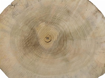 Заплатка из тополя 48х42см различных форм и размеров