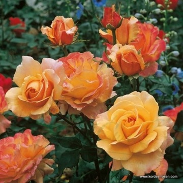Чайная роза крупноцветковая.