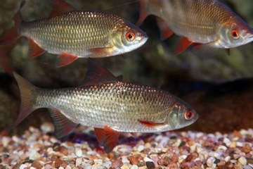 Рыболовная катушка Miracle Fish CF 4000 (волочение внизу)