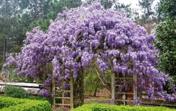 WISTERIA-GLICYNIA CHIŃSKA SADZONKA sadz XL