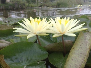 Кувшинка Полковник ЖЕЛТЫЕ ЛИСТЬЯ ДЛЯ ВОДЫ И ПРУДА