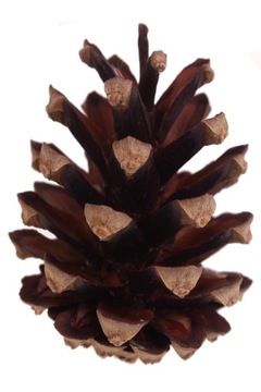 100 szt Szyszki NATURALNE SOSNOWE Suszone Dekoracyjne do Choinki Wianków