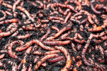 КАНАДСКАЯ ПРИТУПЛЕННОСТЬ 50 ШТ. ЖИВАЯ С ЕДОЙ