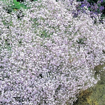 Gypsophila Gipsówka sadzonki Biała 1 szt Gipsówki sadzonka