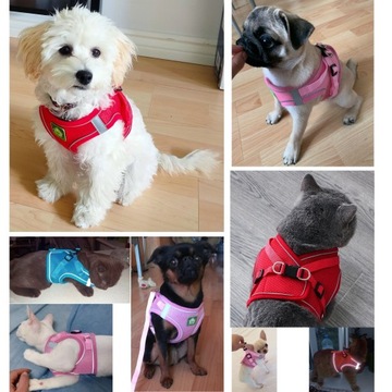 Ненапорная шлейка для средней собаки + поводок размера L.