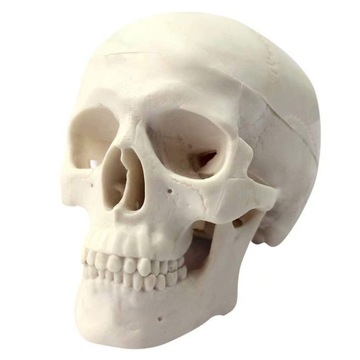 Human Mini Size Anatomical Head Bone Skull Bone Model Educational Model