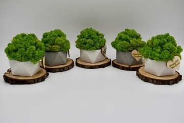 Деревенский лес в геометрическом бетонном горшке