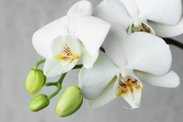 COMPO NAWÓZ KĄPIEL SPA DO STORCZYKÓW ORCHIDEI