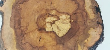 Ломтик яблока 40x40 см, дерево для стола из смолы