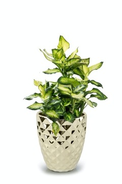 КРЫШКА ДЛЯ ГОРШКА ДЛЯ ОРХИДЕИ 14см ЗОЛОТО ГЛАМУР