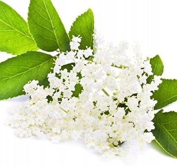 Сироп для карбонизатора Сода FruttaMax ЛАЙМ МЯТА БЕЗ СВЕТА 500 мл