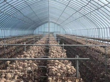 Отвердитель для тюков мицелия шиитаке польский 22кг 12 шт.