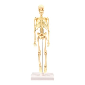 Model szkieletu człowieka-Model anatomii ciała z