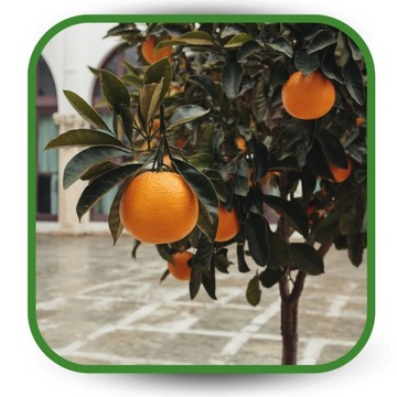 Ziemia do Cytrusów 6l BIO Podłoże do Oliwki Mango Awokado EKO nawóz