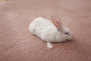 Wysoki Dywan Rabbit 160x230 Mięciutki Miły różowy