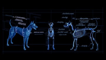 Ремень HIFICA CROSS RACE PP SM RHI/сани ремня безопасности + защита с подкладкой на заказ