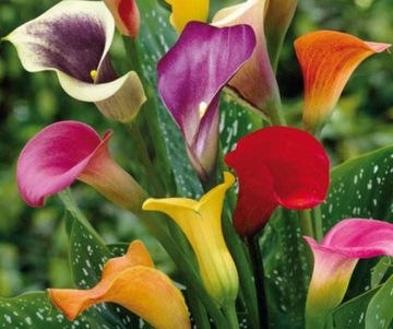 Kalia zantedeschia calla zestaw kolorów 5szt cebul