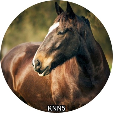 Украшение для торта вафельное HORSE круглое 20 см на день рождения