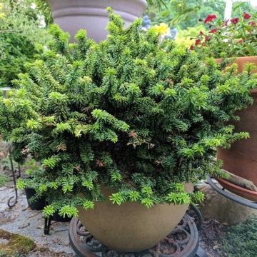 Jodła balsamiczna PICCOLO odmiana RZADKO SPOTYKANA