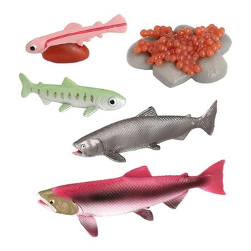 Plastic Animals Life Cycle Model Figures Salmon