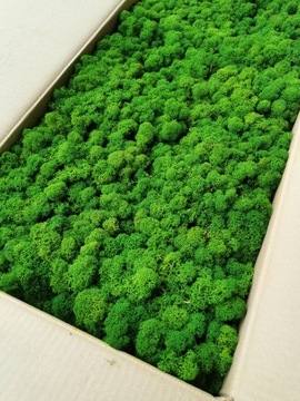 Альпийский мох 500г.