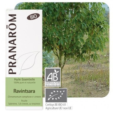 BIO OLEJEK ETERYCZNY CYNAMONOWIEC KAMFOROWY 10ML