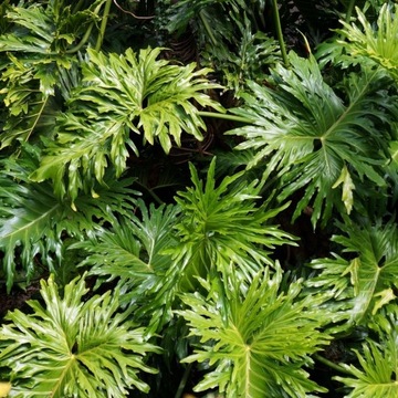 Почвенный субстрат для ЗЕЛЕНЫХ растений, смесь MIX