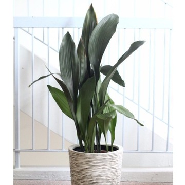 Aspidistra elatior ŻELAZNA ROŚLINA zielona