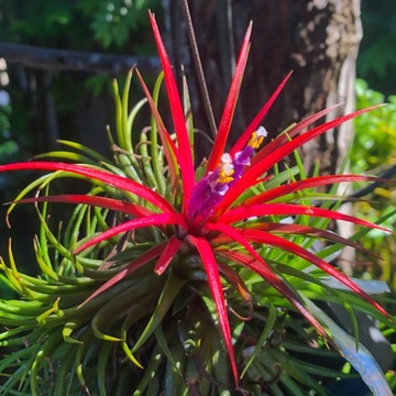 Tillandsia 'Ionantha Red' AIR PLANTS Oplątwa - ROŚLINA POWIETRZNA- Czerwona