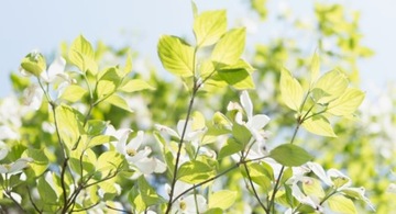 Дезодорант EXTASE ВИОЛЕТ 150мл