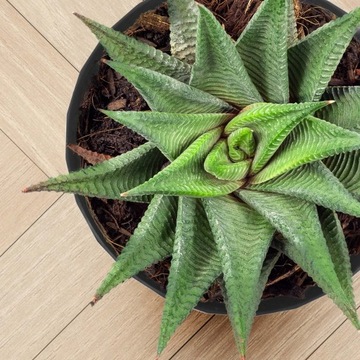 Порт -цветочный горшок с цветом 16 см с базовым черным пластиком 3 ПК