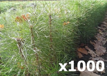 1000x SADZONKI SOSNY POSPOLITEJ ZWYCZAJNEJ 20-50cm