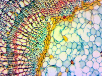 DLT-Cam Basic 2-мегапиксельная камера для микроскопа с USB 2.0