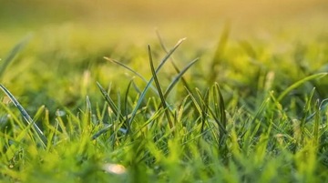 Удобрение ПОЛИФОСКА 8 оригинальное 5кг ГАЗОН 8-24-24(9)