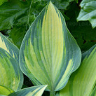 Hosta FUNKIA JUNE - MEDIUM dwukolorowy liść. wys od 04.03.2024