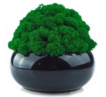 НАБОР из 3х мхов в МИКРОКЛИМАТНОМ ГОРШКЕ