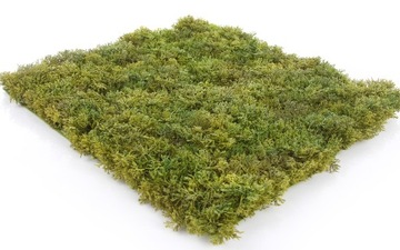 Коврик из исландского мха 50х50 искусственная зеленая стена