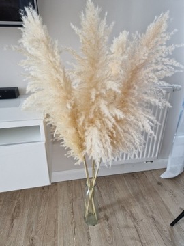 Бежевый Пампас Трава XXL Натуральный Суперпушистый 120см