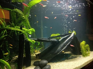 3 кг Аквариумный Камень Сланец Черный Тонкий ПРЕМИУМ