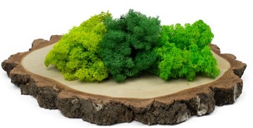 Mech Chrobotek Reniferowy MIX KOLORÓW 100g PREMIU