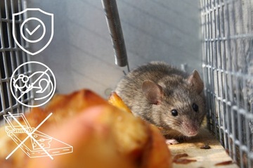 СПАСАТЕЛЬНАЯ Ловушка МУЗЕЛОВКА КРЫСЫ ГРЫЗУНЫ ГУМАНИТАРНАЯ МЕТАЛЛ