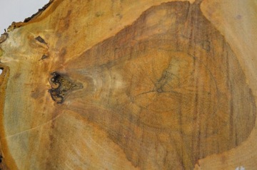 Кусочек каштана после сушки в помещении 58х48 см Поднос для доски